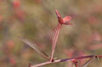 Mexican primrose-willow